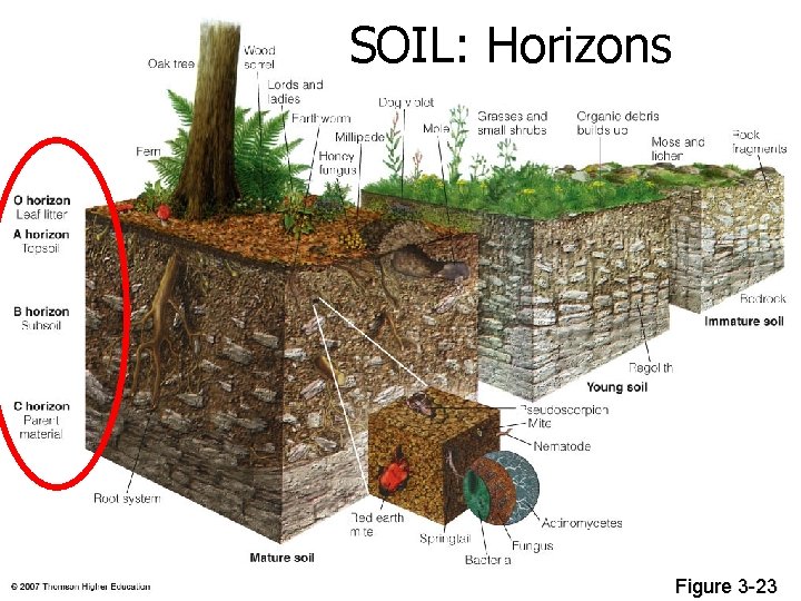 SOIL: Horizons Figure 3 -23 SOIL: Horizons Figure 3 -23