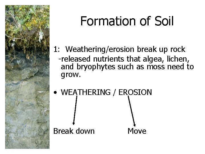 Formation of Soil 1: Weathering/erosion break up rock -released nutrients that algea, lichen, and Formation of Soil 1: Weathering/erosion break up rock -released nutrients that algea, lichen, and
