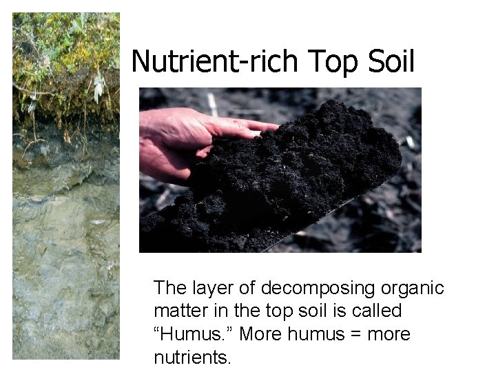 Nutrient-rich Top Soil The layer of decomposing organic matter in the top soil is Nutrient-rich Top Soil The layer of decomposing organic matter in the top soil is