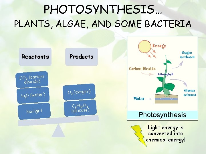 PHOTOSYNTHESIS… PLANTS, ALGAE, AND SOME BACTERIA Reactants Products CO 2 (carbon dioxide) H 20