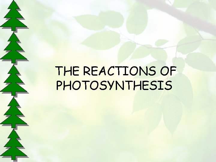 THE REACTIONS OF PHOTOSYNTHESIS 