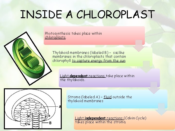 INSIDE A CHLOROPLAST Photosynthesis takes place within chloroplasts. Thylakoid membranes (labeled B) – saclike