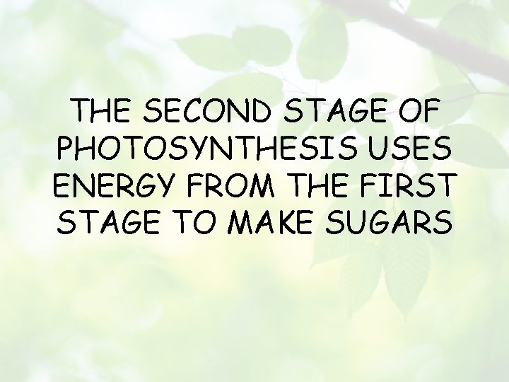 THE SECOND STAGE OF PHOTOSYNTHESIS USES ENERGY FROM THE FIRST STAGE TO MAKE SUGARS
