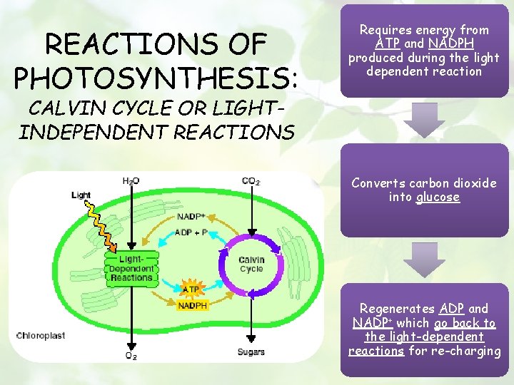 REACTIONS OF PHOTOSYNTHESIS: Requires energy from ATP and NADPH produced during the light dependent
