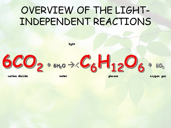 OVERVIEW OF THE LIGHTINDEPENDENT REACTIONS light 6 CO 2 + carbon dioxide 6 H