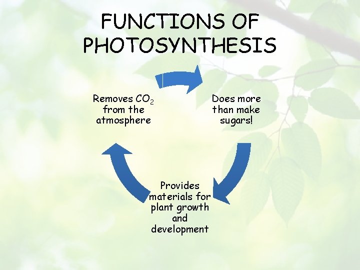 FUNCTIONS OF PHOTOSYNTHESIS Removes CO 2 from the atmosphere Provides materials for plant growth