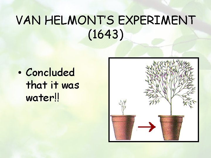 VAN HELMONT’S EXPERIMENT (1643) • Concluded that it was water!! 