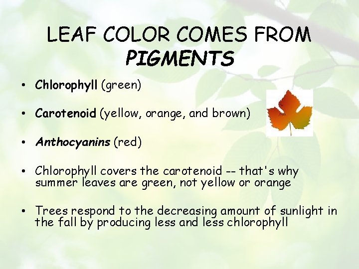 LEAF COLOR COMES FROM PIGMENTS • Chlorophyll (green) • Carotenoid (yellow, orange, and brown)