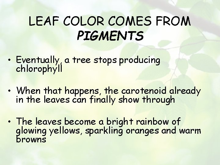 LEAF COLOR COMES FROM PIGMENTS • Eventually, a tree stops producing chlorophyll • When
