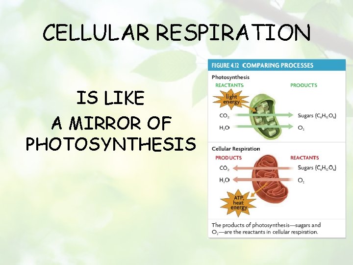 CELLULAR RESPIRATION IS LIKE A MIRROR OF PHOTOSYNTHESIS 