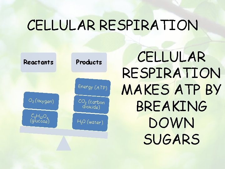 CELLULAR RESPIRATION Reactants Products Energy (ATP) O 2 (oxygen) C 6 H 12 O