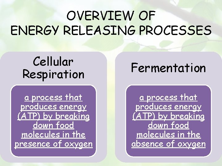 OVERVIEW OF ENERGY RELEASING PROCESSES Cellular Respiration Fermentation a process that produces energy (ATP)