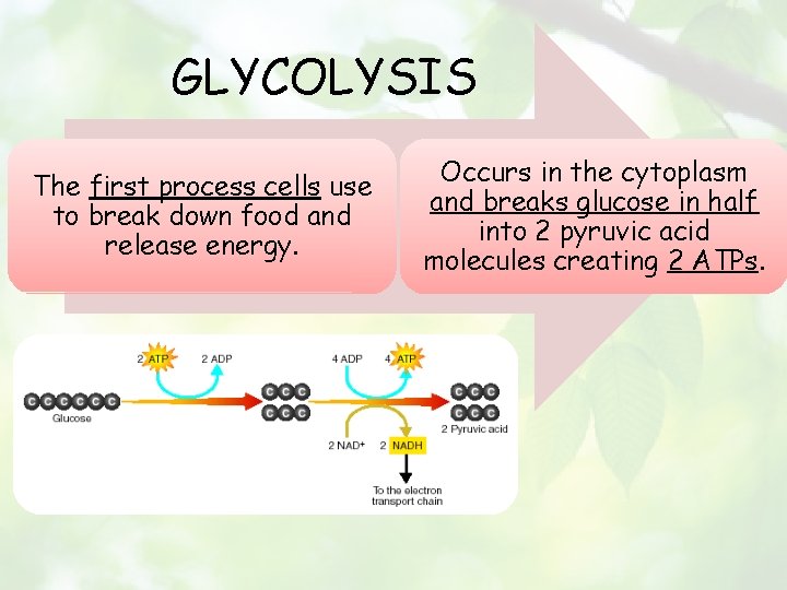 GLYCOLYSIS The first process cells use to break down food and release energy. Occurs