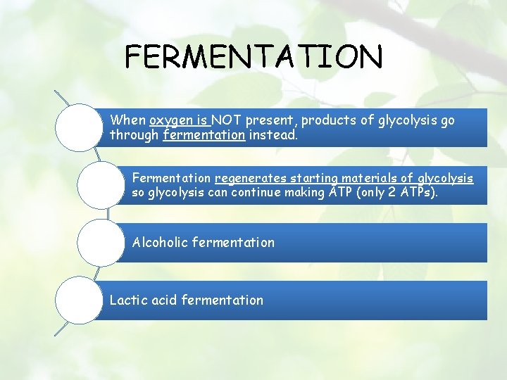 FERMENTATION When oxygen is NOT present, products of glycolysis go through fermentation instead. Fermentation