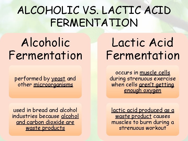 ALCOHOLIC VS. LACTIC ACID FERMENTATION Alcoholic Fermentation Lactic Acid Fermentation performed by yeast and