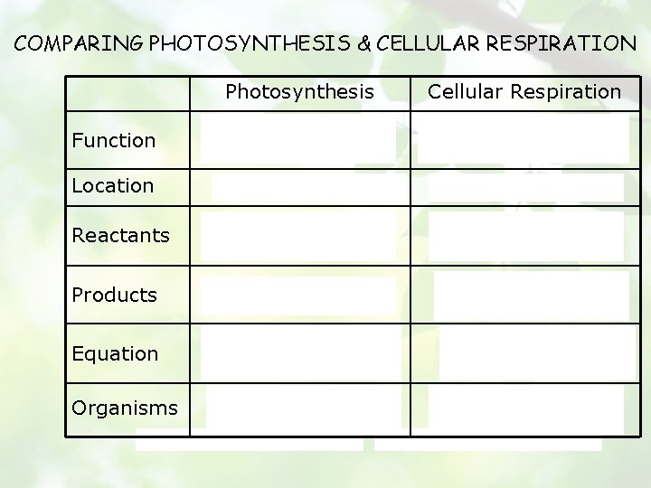 COMPARING PHOTOSYNTHESIS & CELLULAR RESPIRATION Photosynthesis Cellular Respiration Function to store energy by making