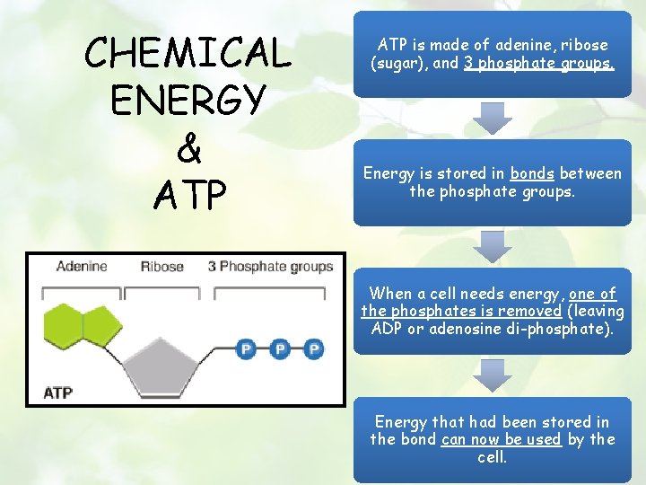 CHEMICAL ENERGY & ATP is made of adenine, ribose (sugar), and 3 phosphate groups.
