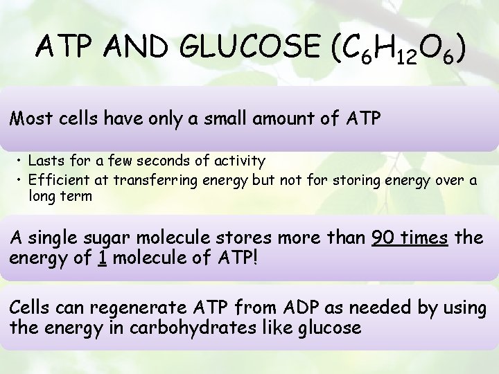 ATP AND GLUCOSE (C 6 H 12 O 6) Most cells have only a