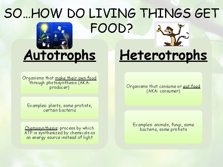 SO…HOW DO LIVING THINGS GET FOOD? Autotrophs Organisms that make their own food through