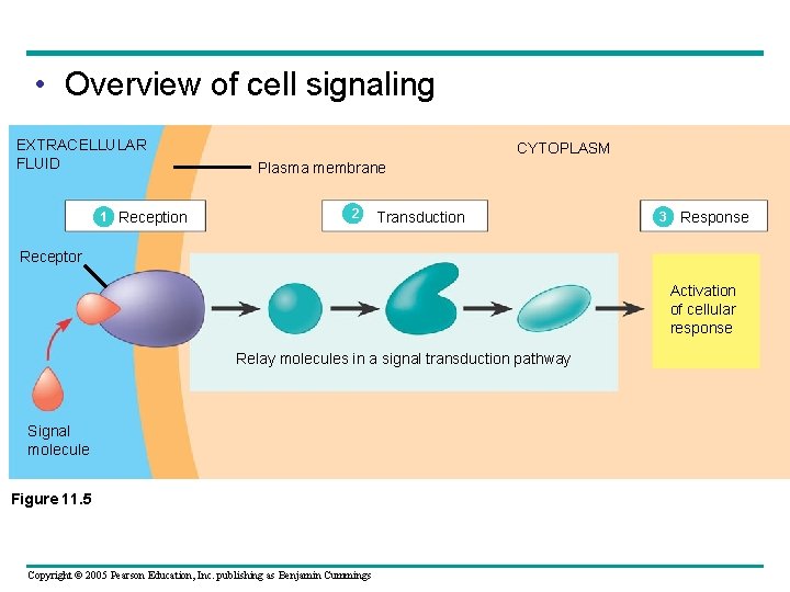  • Overview of cell signaling EXTRACELLULAR FLUID 1 Reception CYTOPLASM Plasma membrane 2