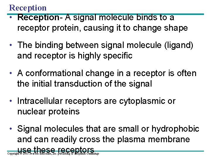 Reception • Reception- A signal molecule binds to a receptor protein, causing it to