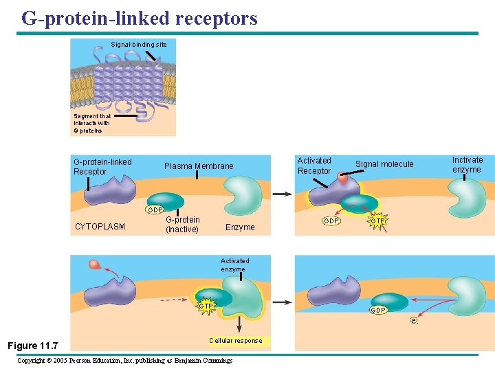 G-protein-linked receptors Signal-binding site Segment that interacts with G proteins G-protein-linked Receptor Plasma Membrane