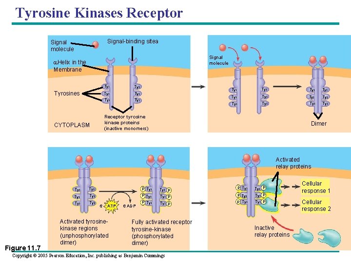 Tyrosine Kinases Receptor Signal-binding sitea Signal molecule Helix in the Membrane Tyrosines Tyr Tyr