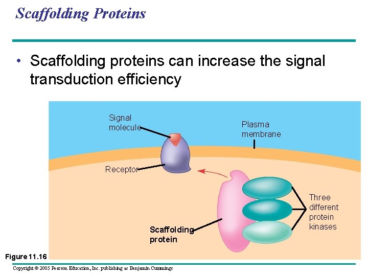 Scaffolding Proteins • Scaffolding proteins can increase the signal transduction efficiency Signal molecule Plasma
