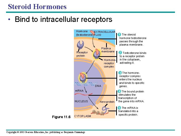 Steroid Hormones • Bind to intracellular receptors Hormone EXTRACELLULAR (testosterone) FLUID 1 The steroid