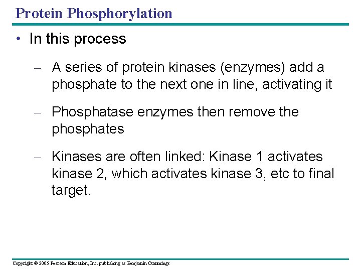 Protein Phosphorylation • In this process – A series of protein kinases (enzymes) add