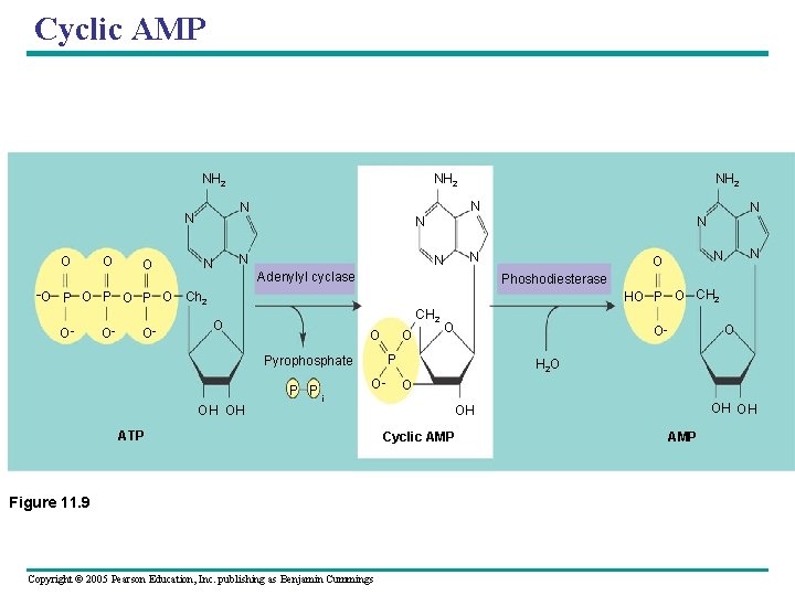 Cyclic AMP NH 2 O O O N N N NH 2 N N