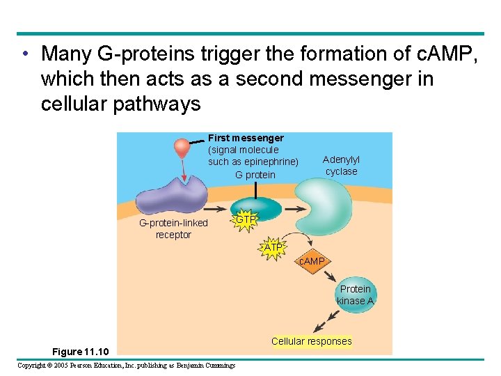  • Many G-proteins trigger the formation of c. AMP, which then acts as