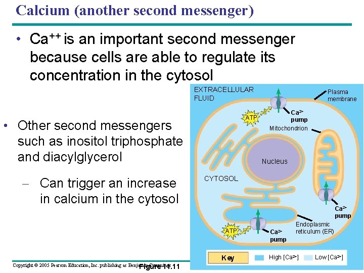 Calcium (another second messenger) • Ca++ is an important second messenger because cells are
