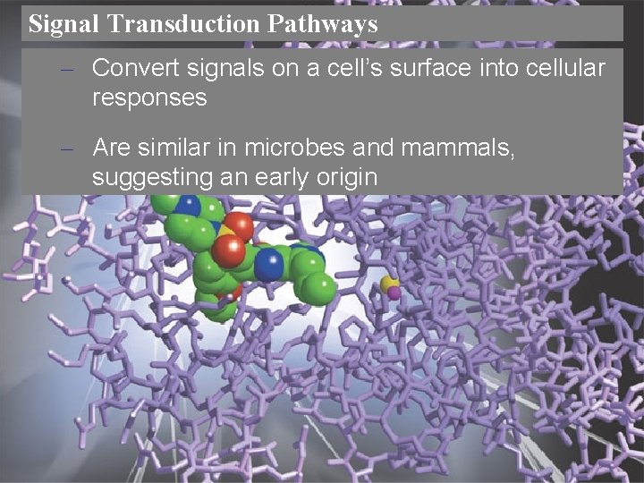 Signal Transduction Pathways – Convert signals on a cell’s surface into cellular responses –
