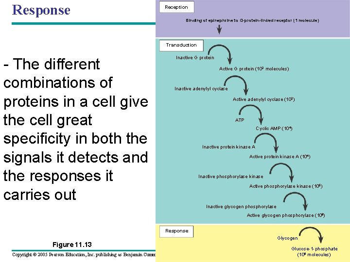 Response Reception Binding of epinephrine to G-protein-linked receptor (1 molecule) Transduction - The different