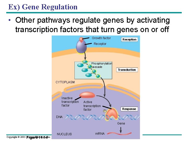 Ex) Gene Regulation • Other pathways regulate genes by activating transcription factors that turn