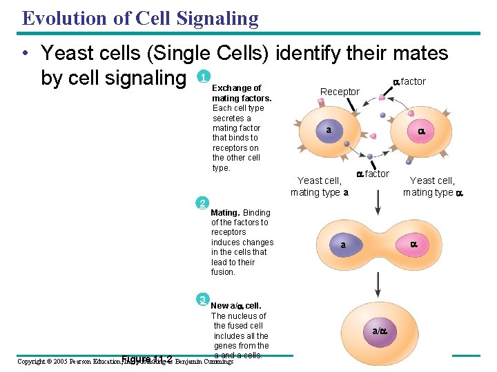 Evolution of Cell Signaling • Yeast cells (Single Cells) identify their mates by cell