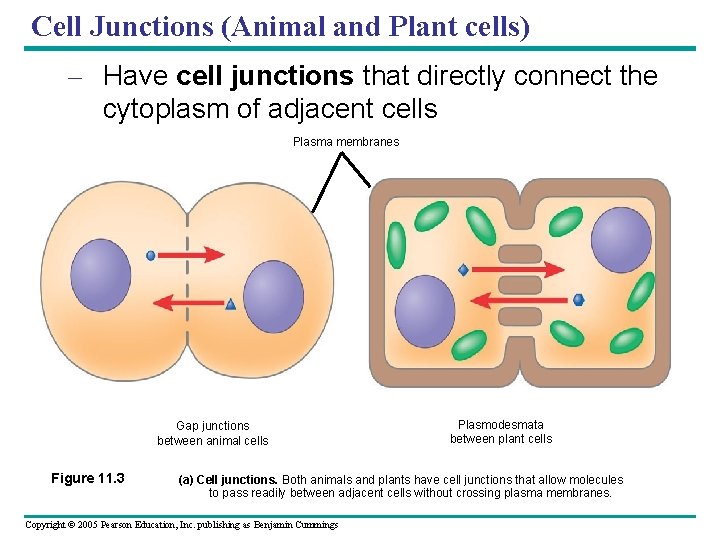 Cell Junctions (Animal and Plant cells) – Have cell junctions that directly connect the