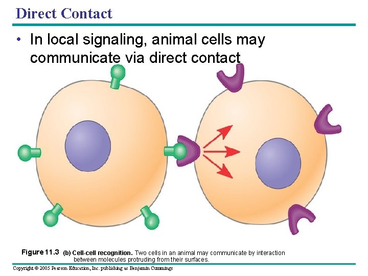 Direct Contact • In local signaling, animal cells may communicate via direct contact Figure