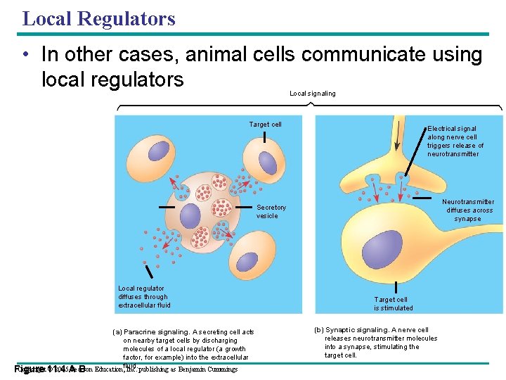 Local Regulators • In other cases, animal cells communicate using local regulators Local signaling