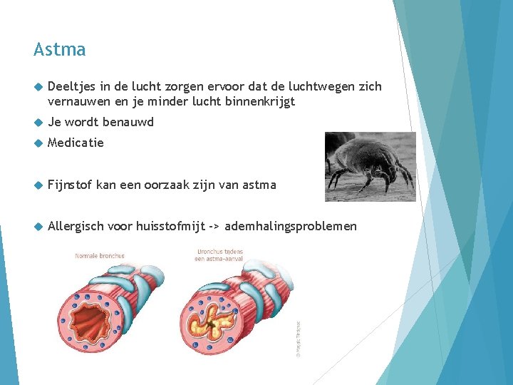 Astma Deeltjes in de lucht zorgen ervoor dat de luchtwegen zich vernauwen en je