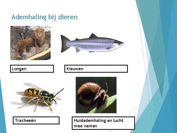 Ademhaling bij dieren Longen Tracheeën Kieuwen Huidademhaling en lucht mee nemen 