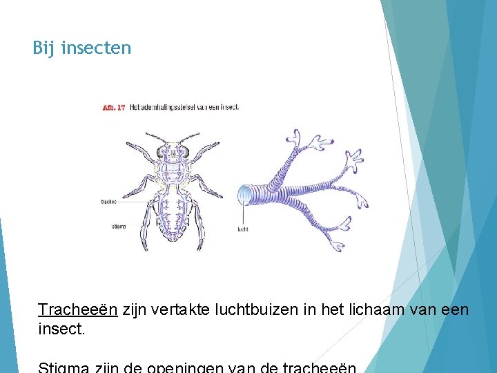 Bij insecten Tracheeën zijn vertakte luchtbuizen in het lichaam van een insect. 