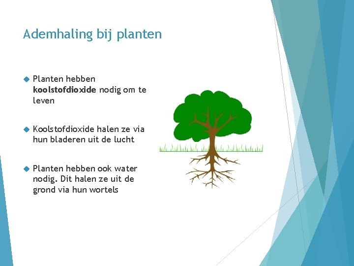 Ademhaling bij planten Planten hebben koolstofdioxide nodig om te leven Koolstofdioxide halen ze via