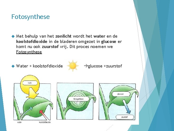 Fotosynthese Met behulp van het zonlicht wordt het water en de koolstofdioxide in de