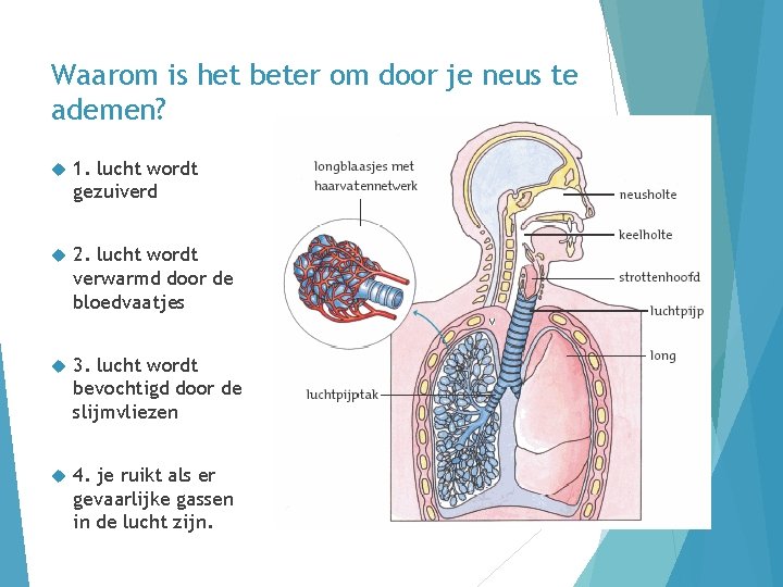 Waarom is het beter om door je neus te ademen? 1. lucht wordt gezuiverd