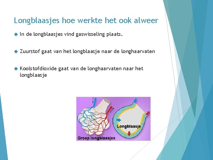 Longblaasjes hoe werkte het ook alweer In de longblaasjes vind gaswisseling plaats. Zuurstof gaat