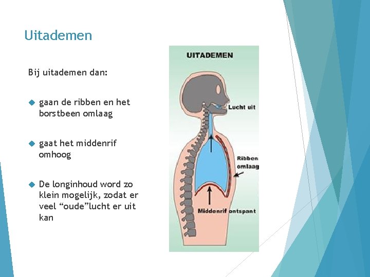 Uitademen Bij uitademen dan: gaan de ribben en het borstbeen omlaag gaat het middenrif