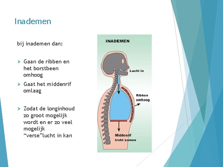 Inademen bij inademen dan: Ø Gaan de ribben en het borstbeen omhoog Ø Gaat