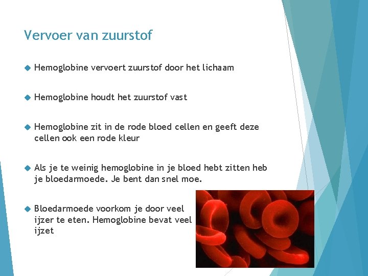 Vervoer van zuurstof Hemoglobine vervoert zuurstof door het lichaam Hemoglobine houdt het zuurstof vast